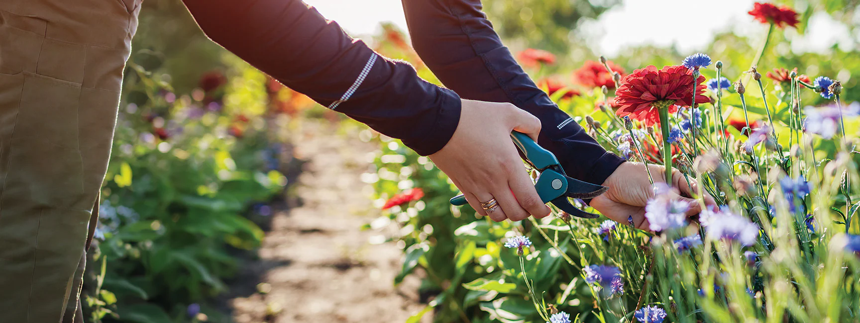 Sow the Seeds of Success