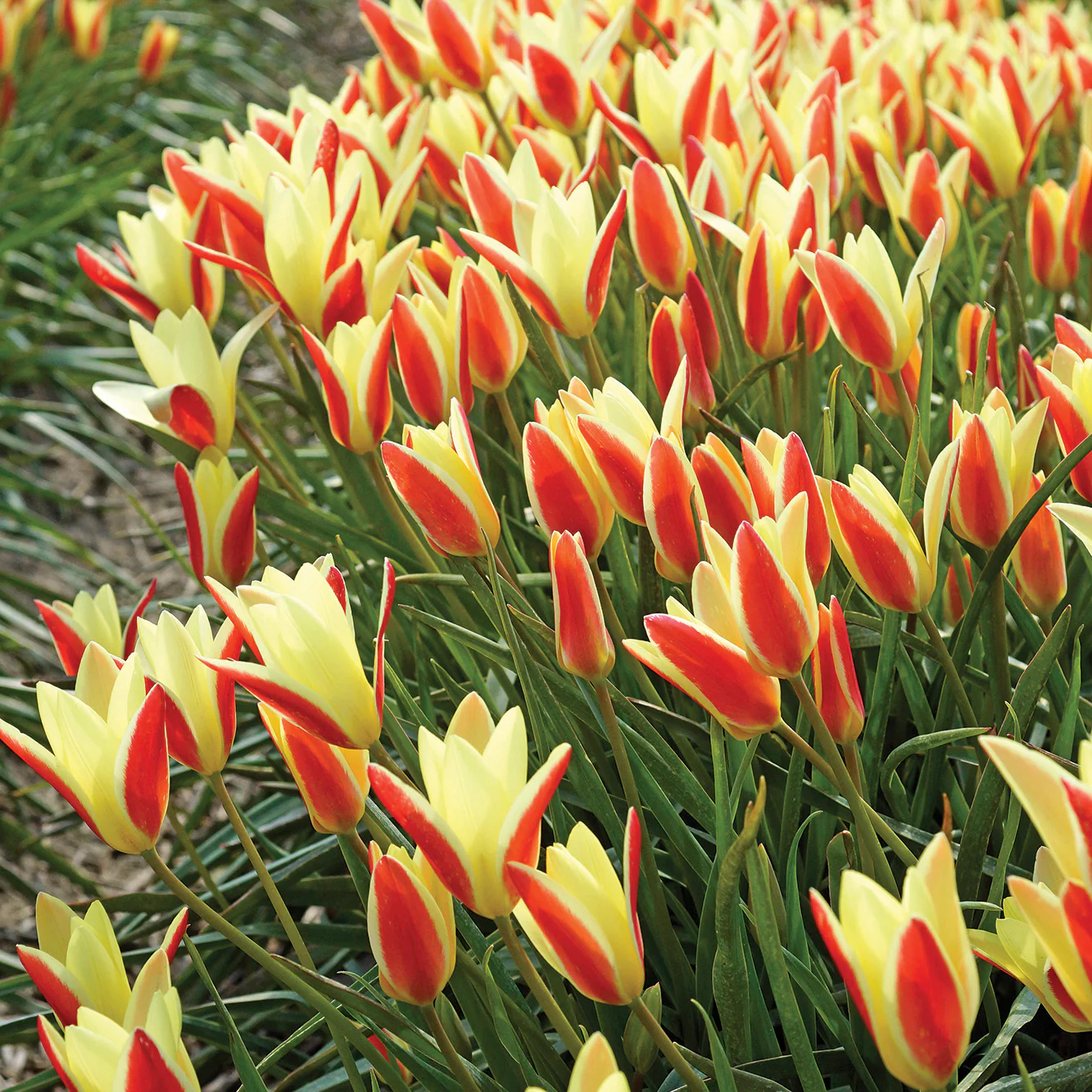 New Flowers